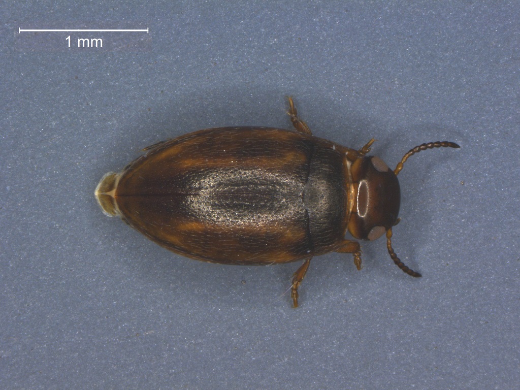 Graptodytes granularis